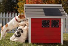 Et si vous pouviez ventiler la niche du chien par ces fortes chaleurs ?