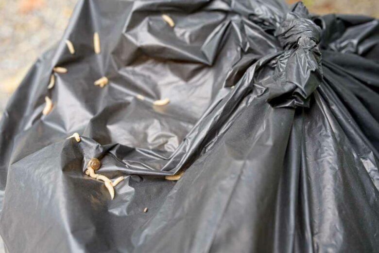 Apparition de vers blancs dans les poubelles.