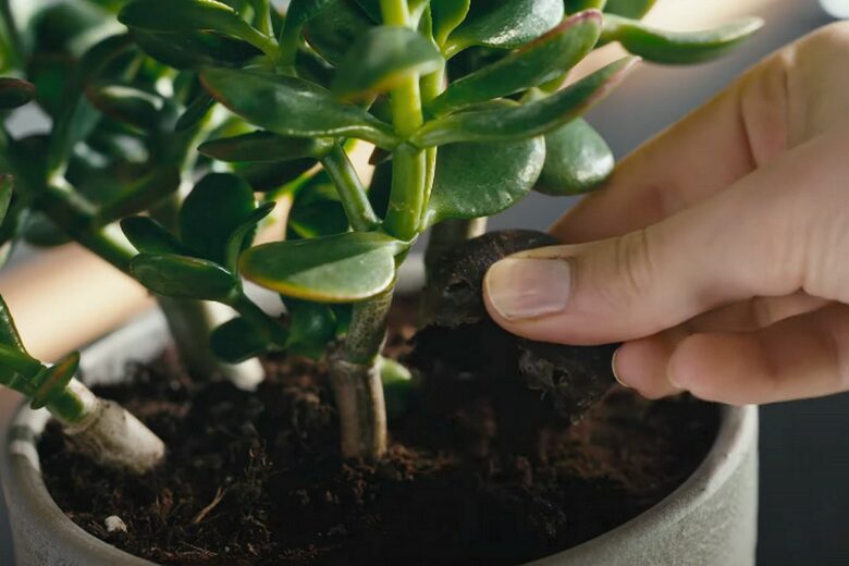 Un engrais tout prêt pour vos plantes vertes. 