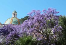 Un superbe Paulownia fleuri devant le dôme de l'église de Sainte-Marie de l'Annonce.