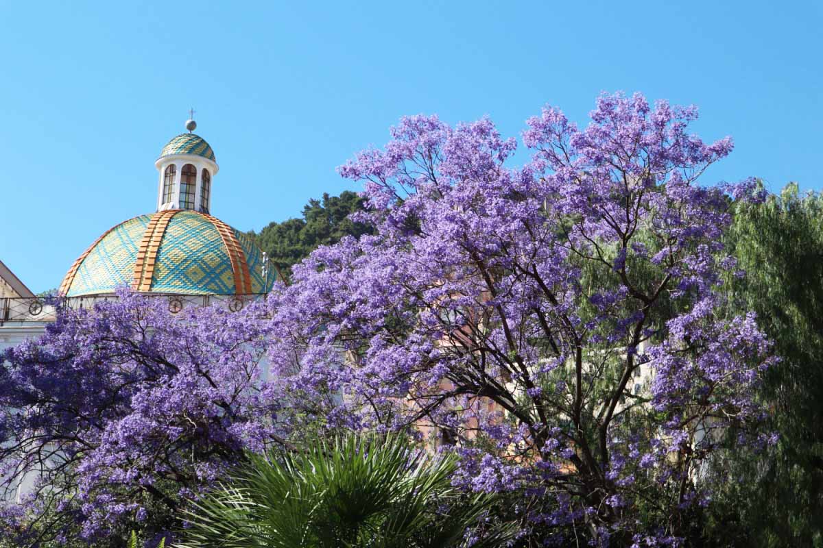 Un superbe Paulownia fleuri devant le dôme de l'église de Sainte-Marie de l'Annonce.