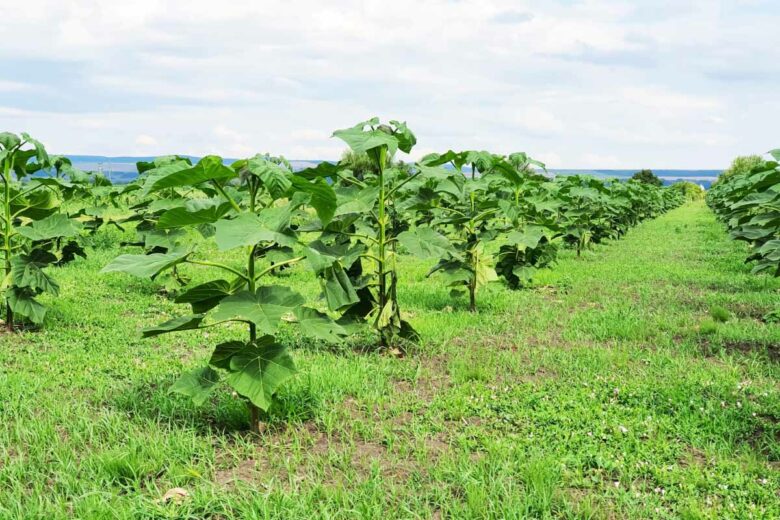 Une plantation de jeunes Paulownia.