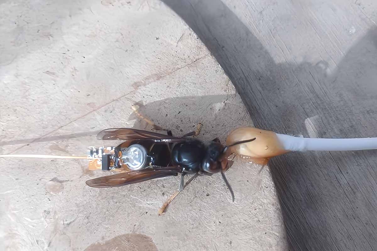 Balise posée sur un frelon asiatique afin de le pister jusqu'à son nid.