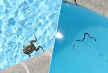 Une grenouille et un serpent voués à la noyade, sans rampe d'évasion.