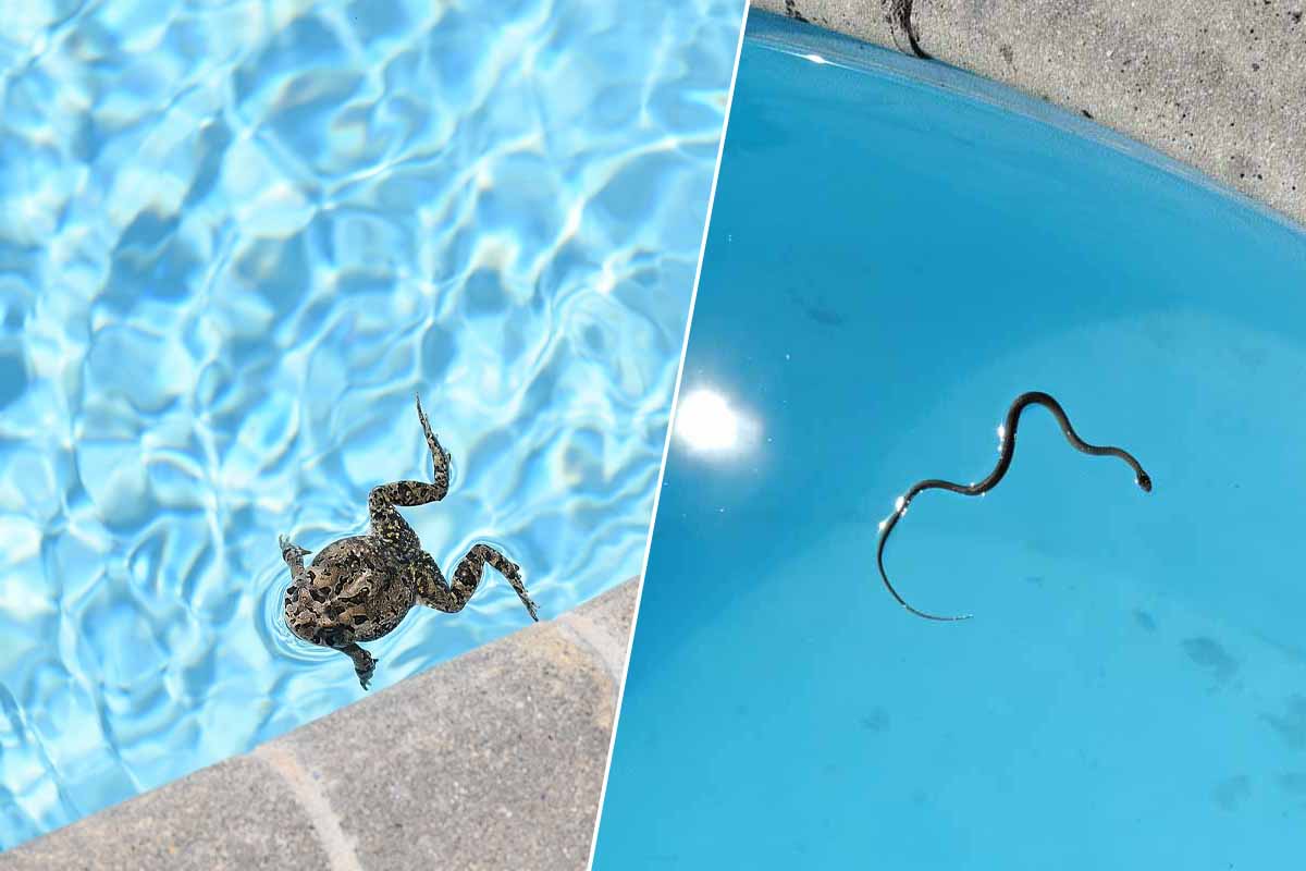 Une grenouille et un serpent voués à la noyade, sans rampe d'évasion.