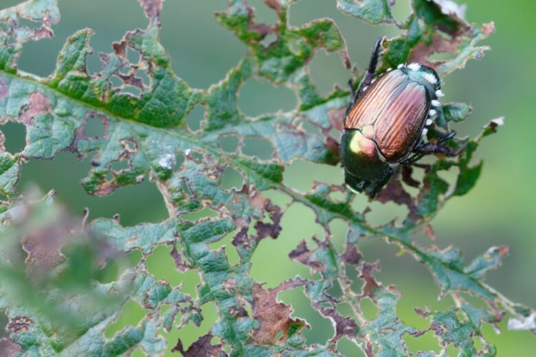 Cet insecte est une menace pour la biodiversité, une surveillance accrue a été mise en place dans les départements frontaliers à la Suisse.