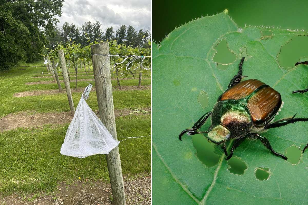 Des étudiants de l'Université du Minnesota ont inventé un piège « écologique » pour capturer et tuer les scarabées japonais.