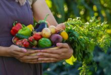 Les légumes anciens reviennent à la mode.