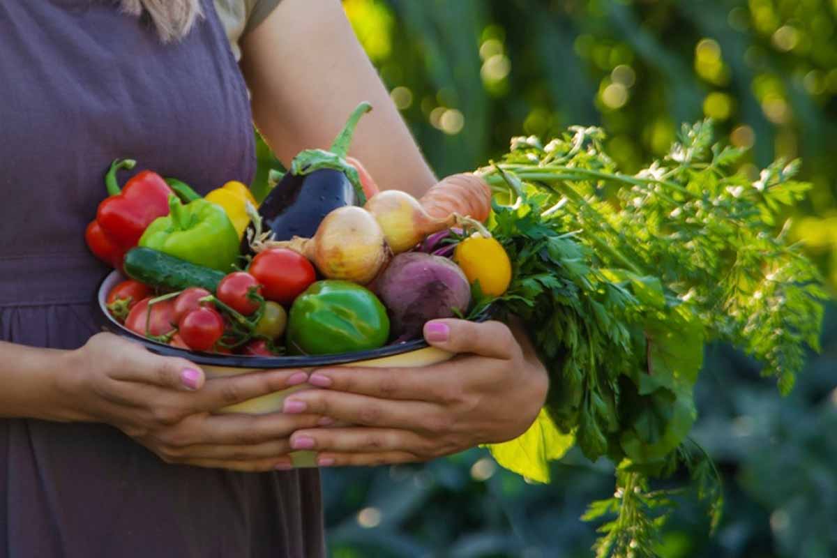 Les légumes anciens reviennent à la mode.