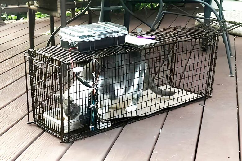 Des cages télécommandées pour capturer les chats errants.