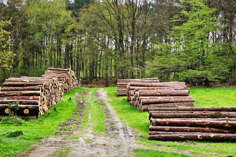 Un particulier ne peut pas prélever de bois de chauffage dans la forêt sans autorisation.