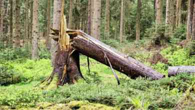 Récupérer du bois de chauffage en forêt nécessite une autorisation.