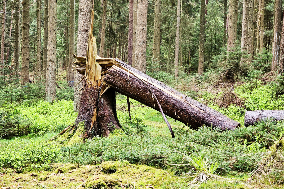 Récupérer du bois de chauffage en forêt nécessite une autorisation.