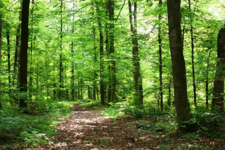 Un propriétaire de foret peut donner du bois en échange d'un peu de votre temps pour entretenir le domaine.