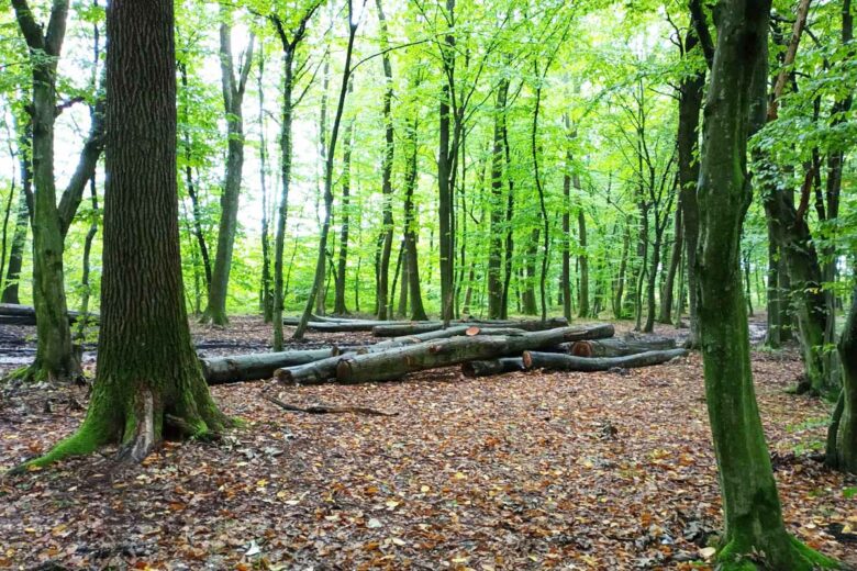 Le ramassage de bois en forêt n'est pas autorisé, vous risquez une forte amende.