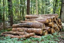 Comment trouver du bois de chauffage gratuitement ?