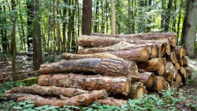 Comment trouver du bois de chauffage gratuitement ?