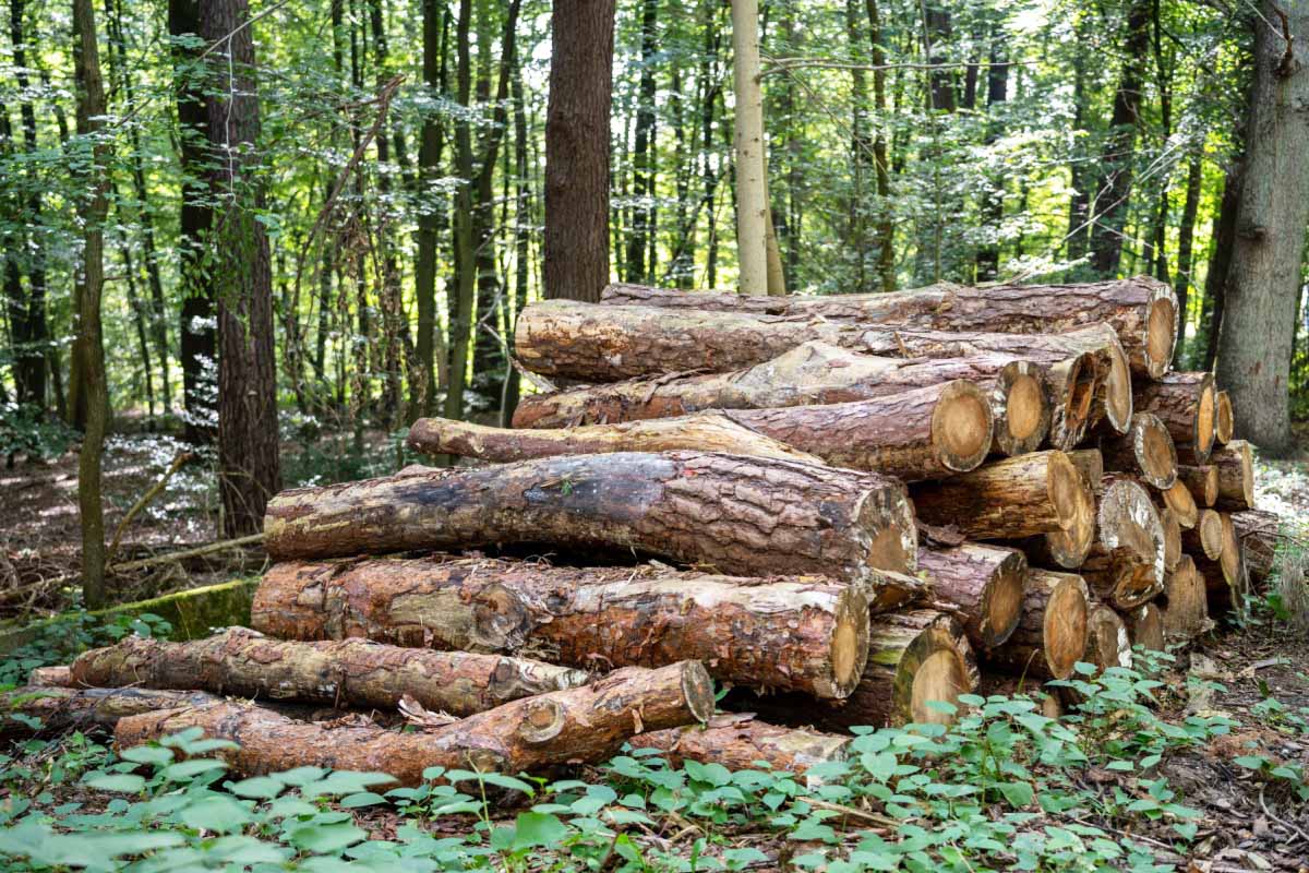 Comment trouver du bois de chauffage gratuitement ?