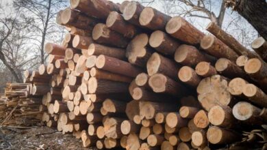 L'ONF déconseille le bois résineux comme bois de chauffage.