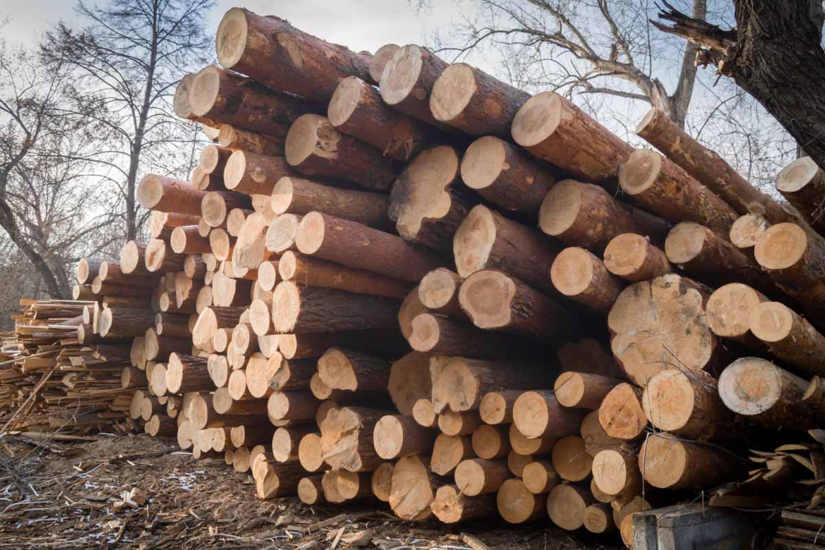 L'ONF déconseille le bois résineux comme bois de chauffage.