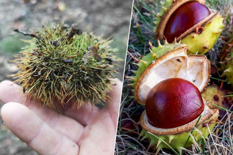 Les bogues de châtaignes (à gauche) et de marrons (à droite) sont différentes, de plus, un marron sera toujours seul dans son bogue tandis que les châtaignes peuvent être plusieures.