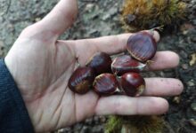 Ramassage de châtaignes lors d'une balade en forêt.