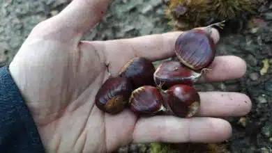 Ramassage de châtaignes lors d'une balade en forêt.