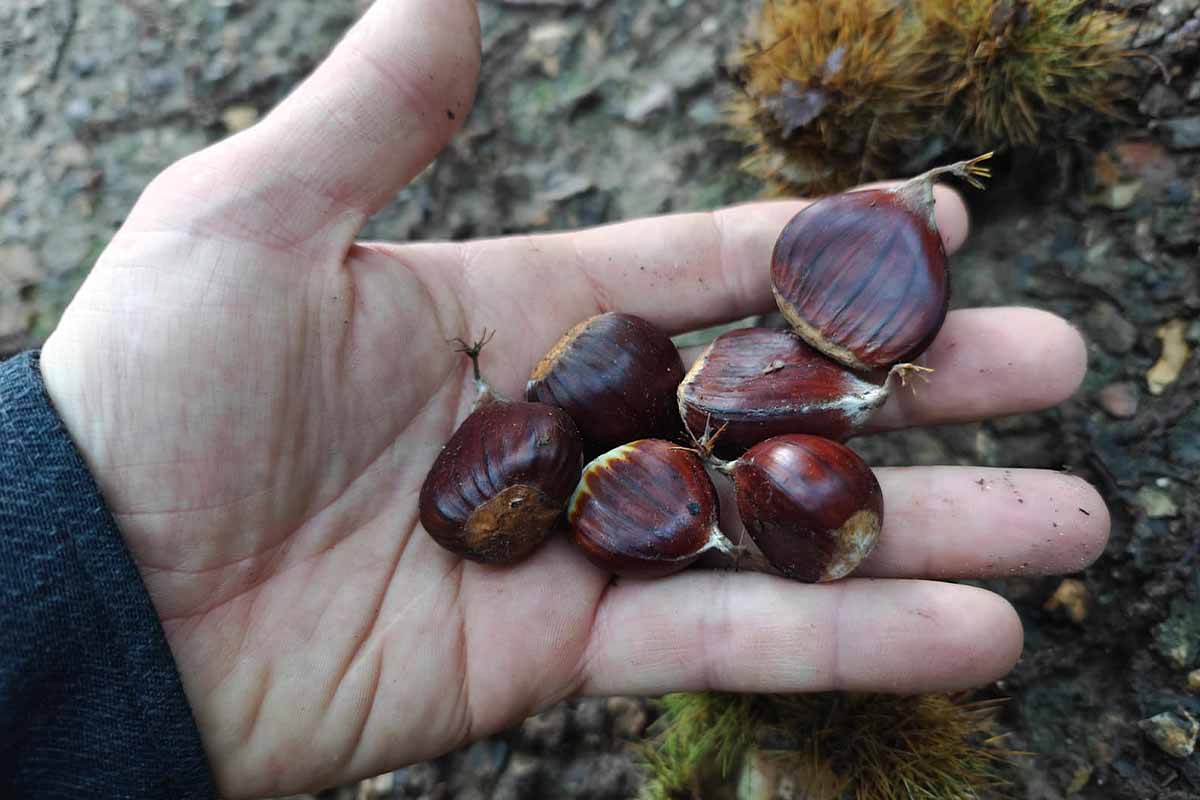 Ramassage de châtaignes lors d'une balade en forêt.