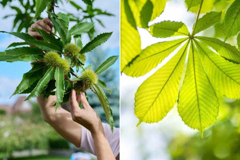 Les feuilles du châtaignier (à gauche) sont très différentes du marronnier (à droite).