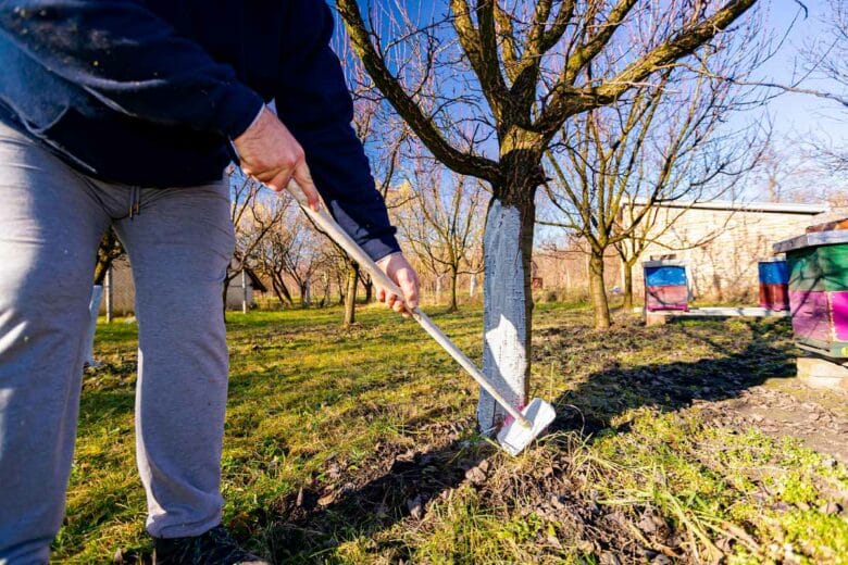 Le chaulage des arbres est une pratique ancienne qui consiste à appliquer un lait de chaux sur le tronc pour le protéger.