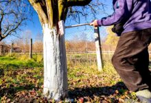 Le chaulage se pratique de septembre à avril sur les arbres fruitiers afin de les protéger des agressions climatiques, des insectes et des champignons.