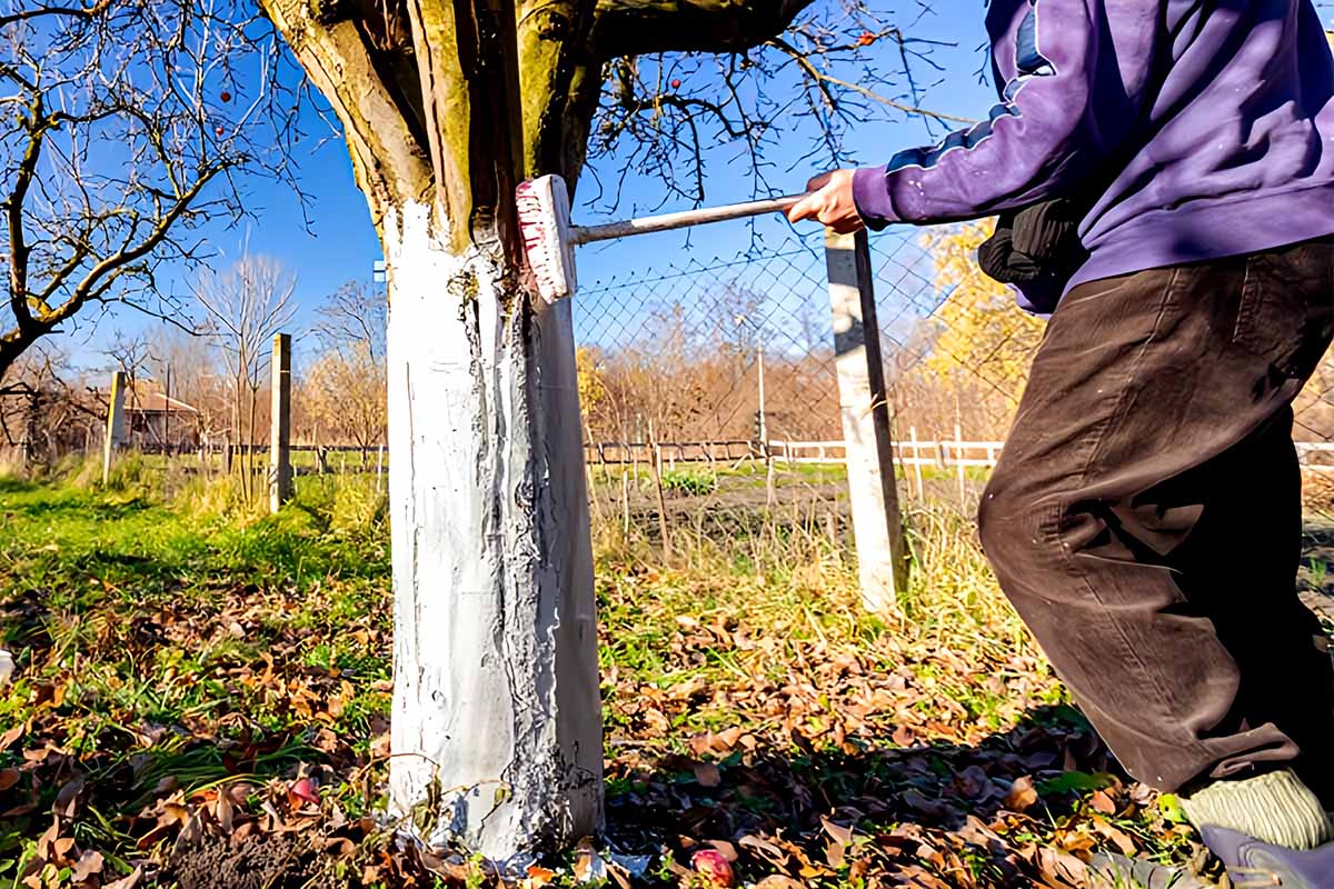 Le chaulage se pratique de septembre à avril sur les arbres fruitiers afin de les protéger des agressions climatiques, des insectes et des champignons.