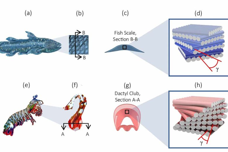 Une structure inspirée par les écailles d'un poisson et d'une crevette. a Image du Latimeria Chalumnae , communément appelé poisson cœlacanthe (Avec l'aimable autorisation de l'Encyclopædia Britannica, Inc., copyright 2021 ; utilisée avec permission.), b Écailles du cœlacanthe, c Vue schématique en coupe transversale d'une écaille de poisson, d Représentation schématique des faisceaux de fibrilles de collagène constituant les écailles de poisson avec un angle d'inclinaison, γ (la disposition interfibrille n'est pas représentée pour plus de clarté) ; e Image de l' Odontodactylus Scyllarus , communément appelé crevette-mante (Crédit : Adobe Stock : stock.adobe.com), f Massue dactylique de la crevette-mante (Crédit : Adobe Stock : stock.adobe.com), g Vue schématique en coupe transversale de la massue dactylique, h Représentation schématique de la disposition des fibrilles de chitine dans l'endocuticule de la massue dactylique avec un angle d'inclinaison, γ. 