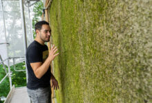 L'entreprise Respyre crée des murs végétalisés avec un béton ou la mousse pousse.