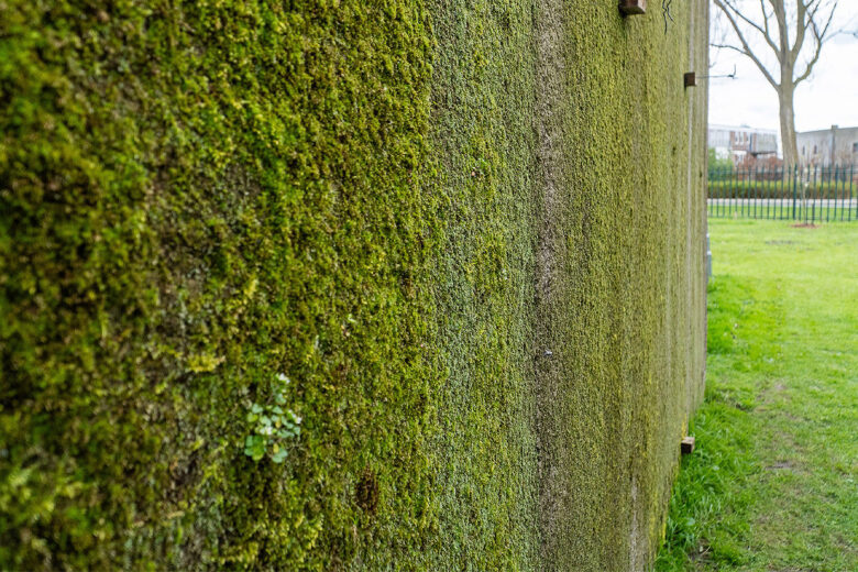 Un béton innovant qui laisse pousser de la mousse.