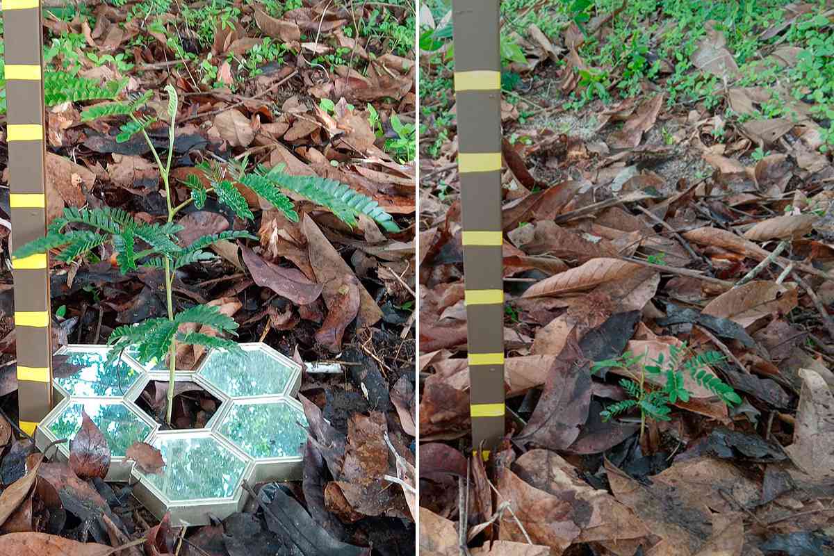 De jeunes plants âgés de 36 semaines, avec à gauche une mosaïque de miroirs réfléchissants et à droite des conditions normales.