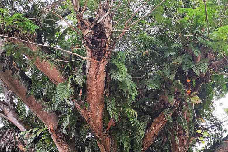 Cet arbre est une espèce endémique de Guam et Rota en voie de disparition.