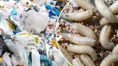 Les larves de Galleria mellonella communément appellés vers de cire, seraient capables de digérer du plastique.