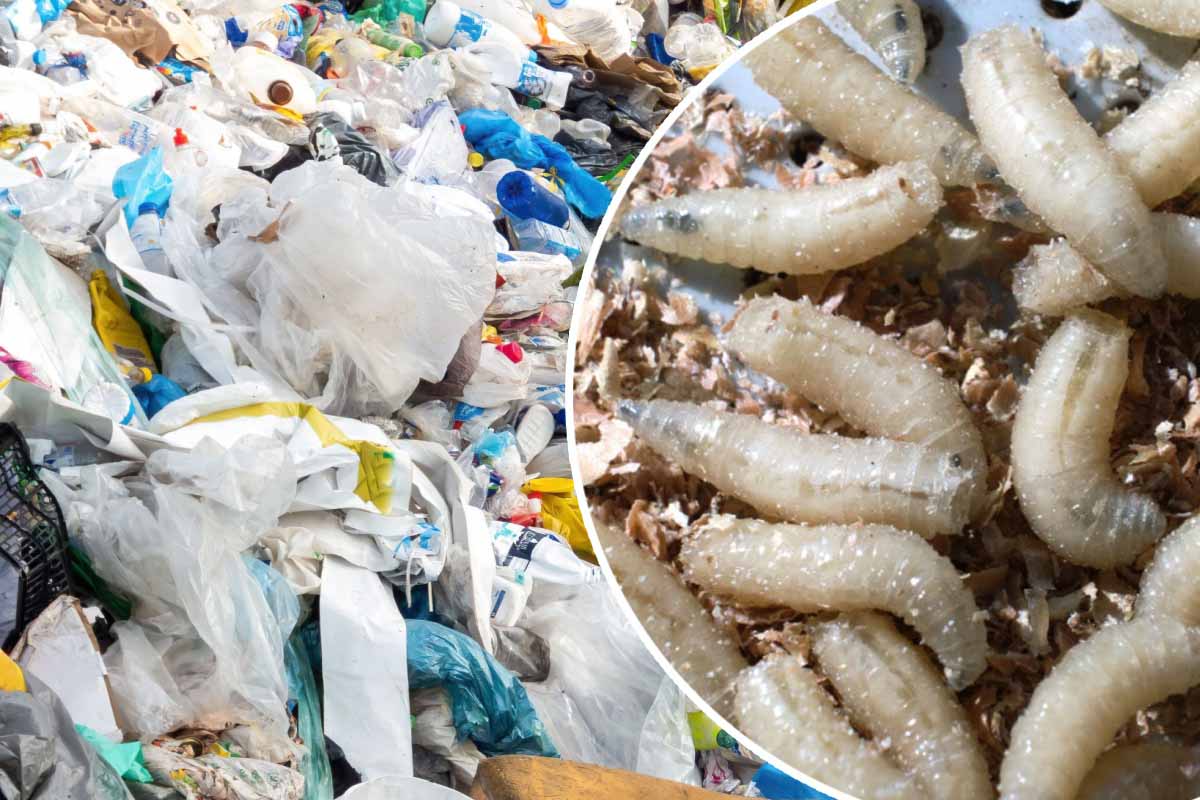 Les larves de Galleria mellonella communément appellés vers de cire, seraient capables de digérer du plastique.