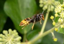 L'automne est une période où les frelons asiatiques sont les plus agressifs.