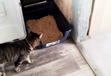 Un chat qui va à sa litière remplie de pellets de bois.