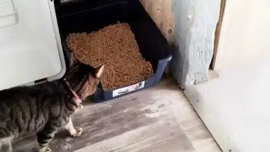 Un chat qui va à sa litière remplie de pellets de bois.