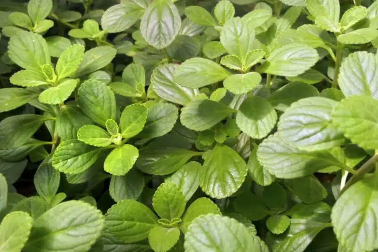 La plante Boldo ou Peumus Boldus peut servir de papier toilette.