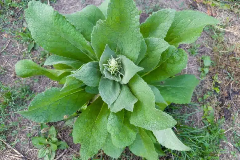 la molène est une plante à grandes feuilles qui peut servier pour remplacer le papier toilette.