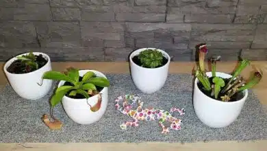 Quatre plantes carnivores en pots blancs.