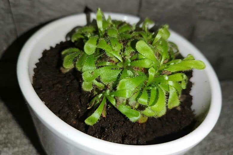 Plante carnivore droséra dans un pot de fleur blanc.