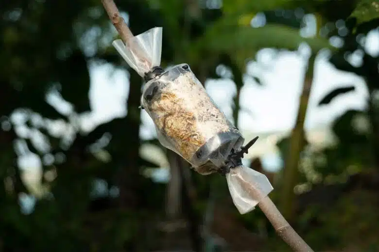 Technique de marcottage pour dupliquer des plantes.