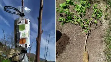 Technique de marcottage qui permet à des racines de se développer sur une branche.