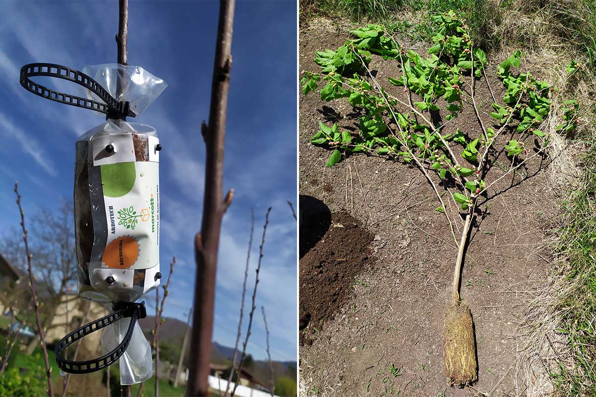 Technique de marcottage qui permet à des racines de se développer sur une branche.