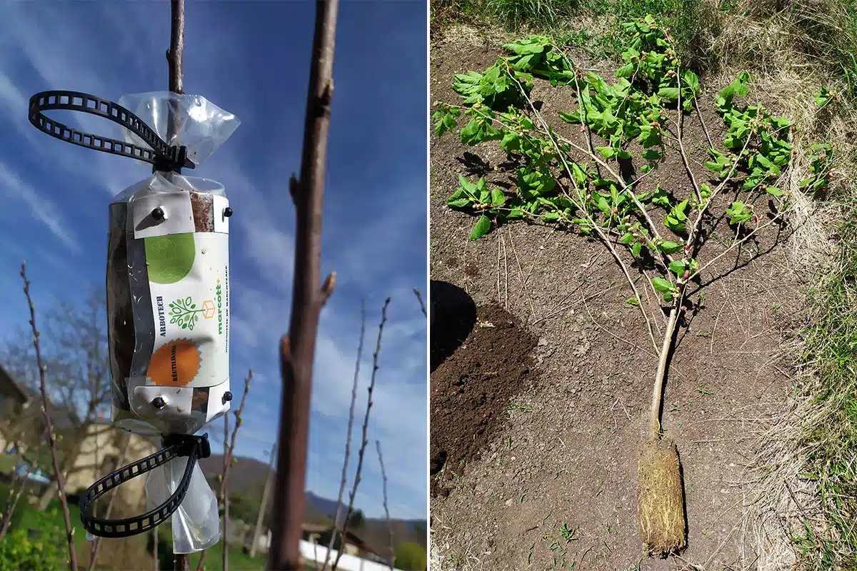 Technique de marcottage qui permet à des racines de se développer sur une branche.